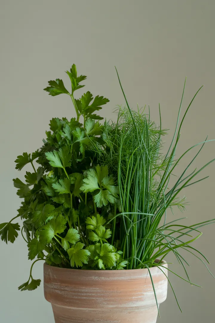 Kräuter-Mix (Petersilie/Schnittlauch etc.) – für Balkon, Terrasse, Kübel – Standort: Halbschatten – Wasserbedarf: mittel