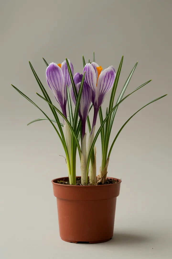 Krokus – für Garten, Beet – Standort: Sonne – Wasserbedarf: mittel