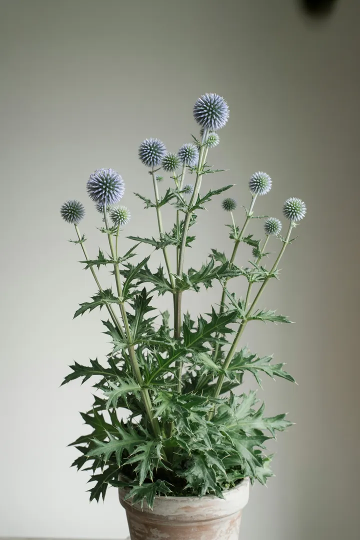 Kugeldistel – für Garten, Beet – Standort: Sonne – Wasserbedarf: wenig