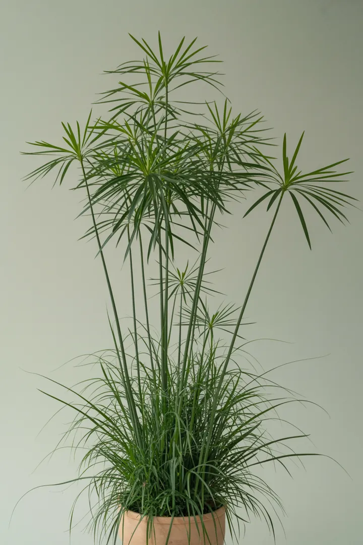 Lampenschirmgras (Cyperus, oft Kübel) – für Balkon, Terrasse, Kübel – Standort: Halbschatten – Wasserbedarf: hoch