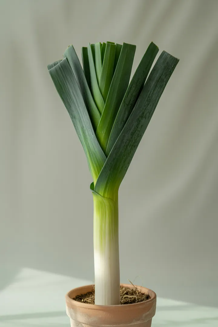 Lauch/Porree – für Hochbeet, Garten, Beet – Standort: Sonne – Wasserbedarf: mittel