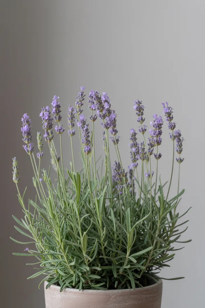 Lavendel – für Balkon, Terrasse, Kübel, Garten, Beet – Standort: Sonne – Wasserbedarf: wenig