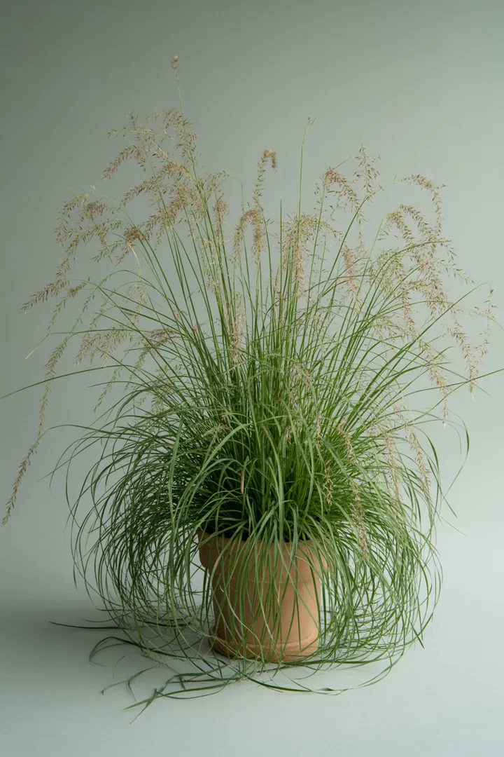 Liebesgras (Eragrostis) – für Garten, Beet – Standort: Sonne – Wasserbedarf: wenig