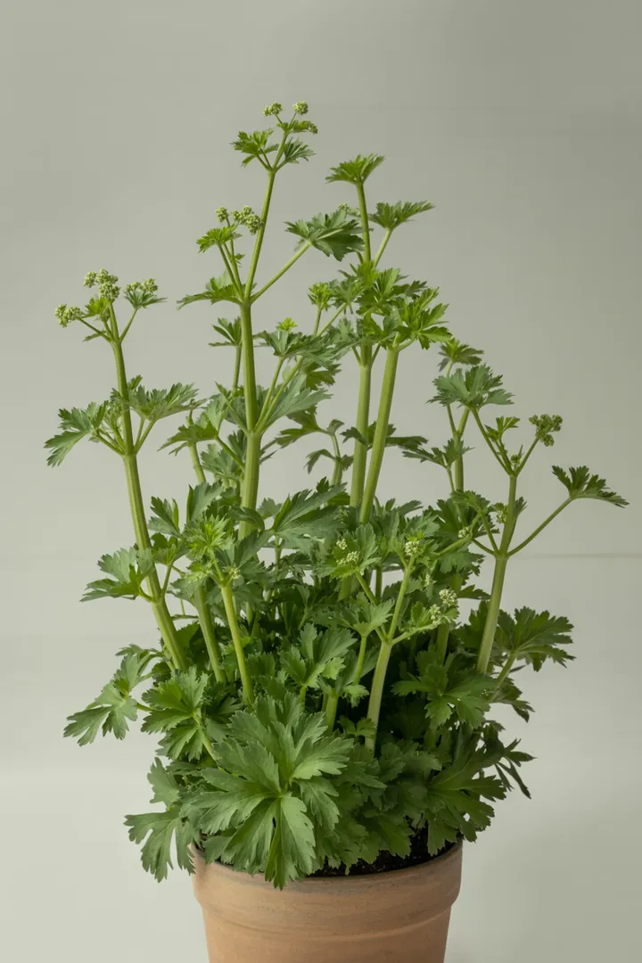 Liebstöckel – für Hochbeet, Garten, Beet – Standort: Sonne, Halbschatten – Wasserbedarf: hoch