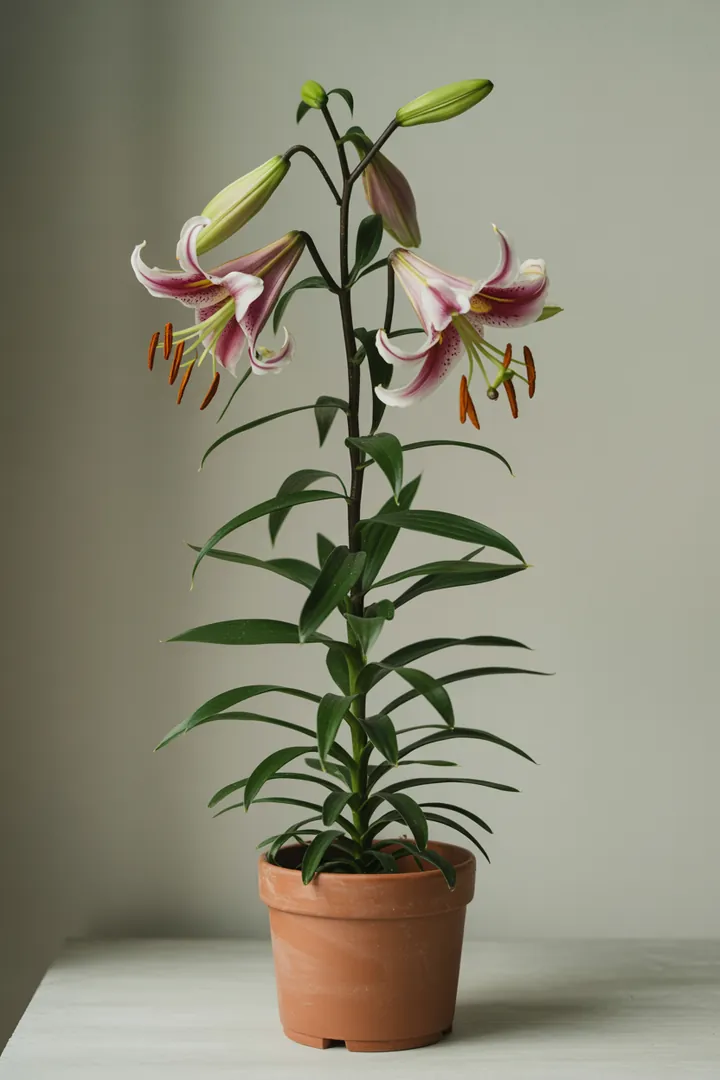 Lilie – für Kübel, Garten, Beet – Standort: Sonne – Wasserbedarf: mittel