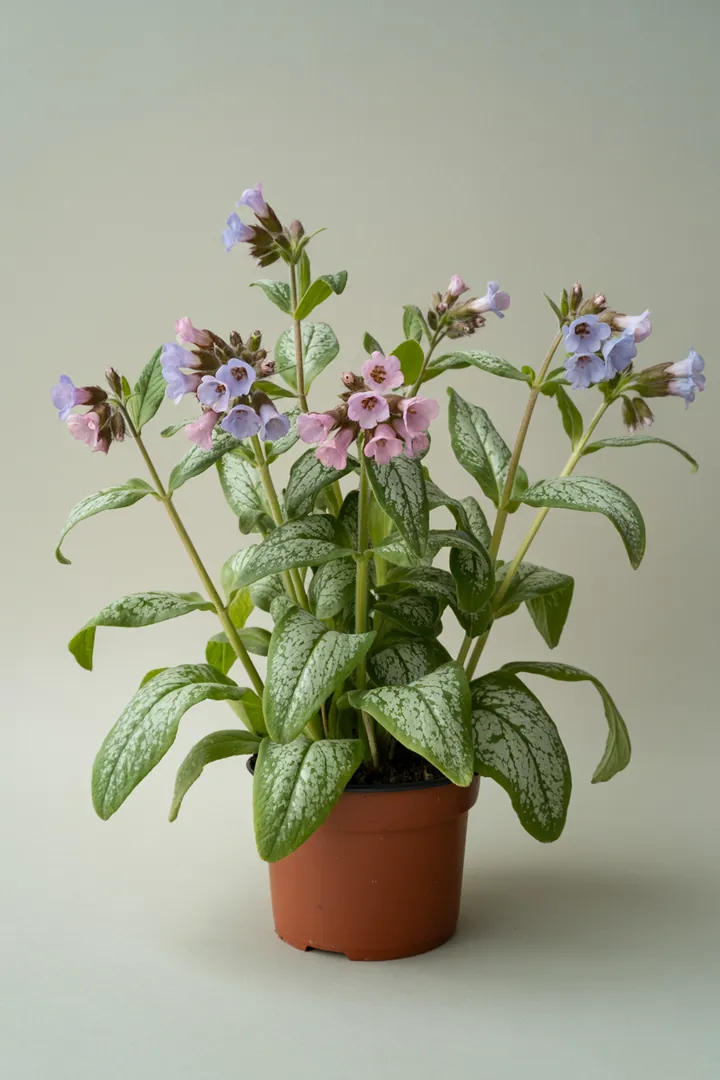 Lungenkraut – für Garten, Beet – Standort: Halbschatten, Schatten – Wasserbedarf: mittel