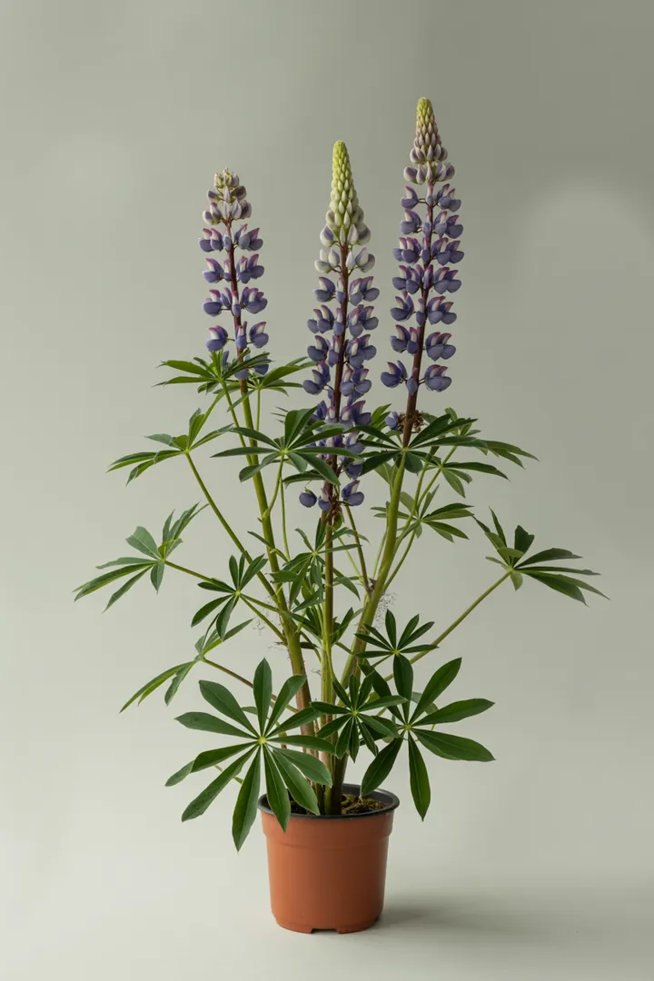 Lupine – für Garten, Beet – Standort: Sonne – Wasserbedarf: mittel