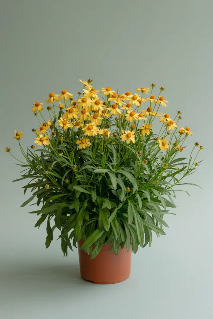 Mädchenauge – für Garten, Beet – Standort: Sonne – Wasserbedarf: wenig, mittel