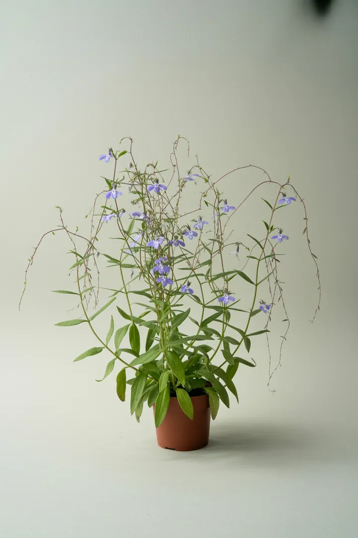 Männertreu (Lobelie) – für Balkon, Terrasse, Kübel – Standort: Sonne, Halbschatten – Wasserbedarf: mittel