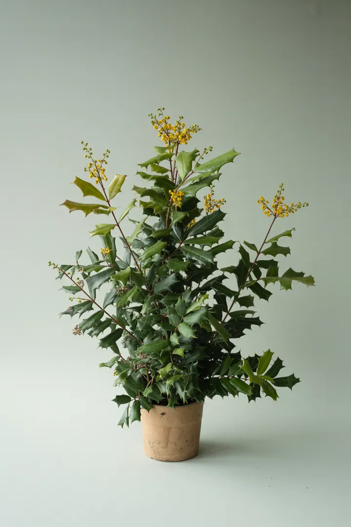 Mahonie – für Garten, Beet – Standort: Halbschatten, Schatten – Wasserbedarf: mittel