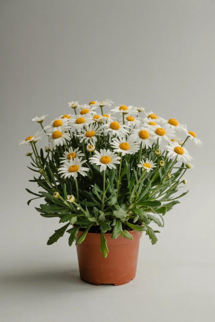 Margerite (Argyranthemum) – für Balkon, Terrasse, Kübel – Standort: Sonne – Wasserbedarf: mittel