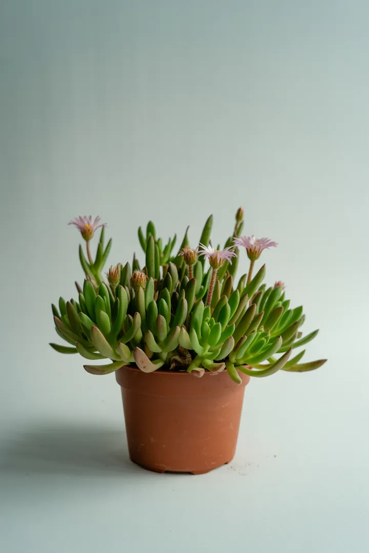Mittagsblume – für Balkon, Terrasse, Kübel, Garten, Beet – Standort: Sonne – Wasserbedarf: wenig
