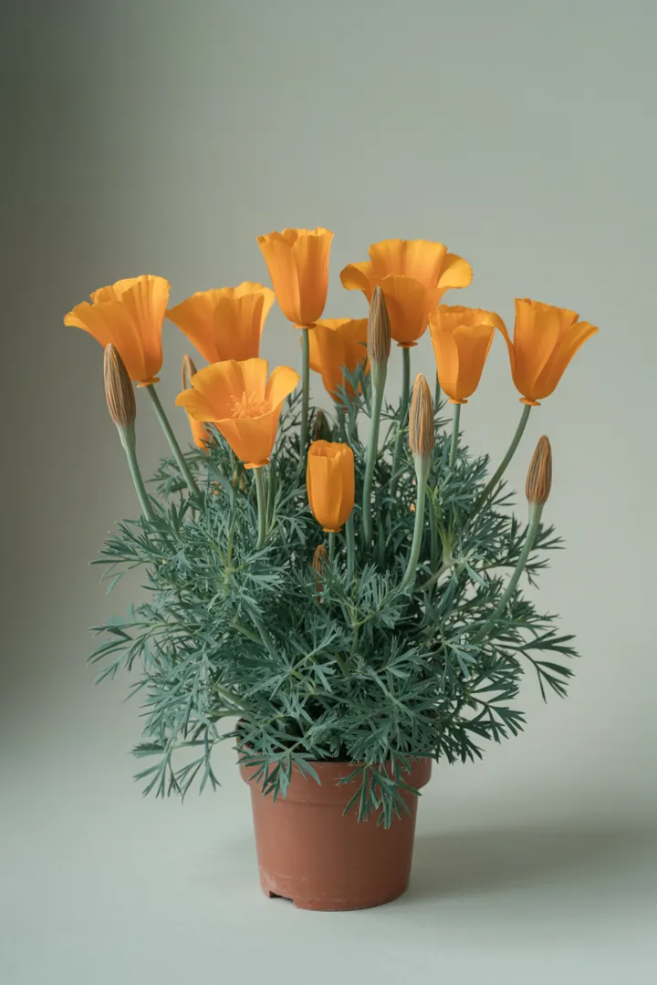 Mohn (Kalifornischer Mohn) – für Hochbeet, Garten, Beet – Standort: Sonne – Wasserbedarf: wenig