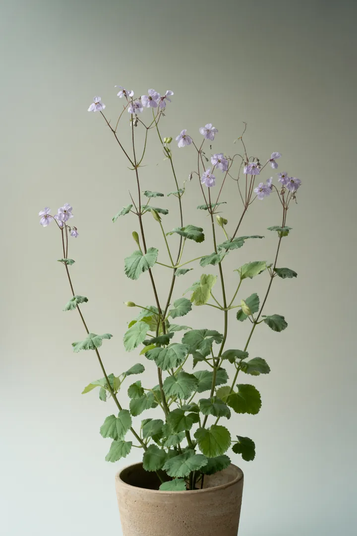 Mondviole – für Garten, Beet – Standort: Halbschatten – Wasserbedarf: mittel