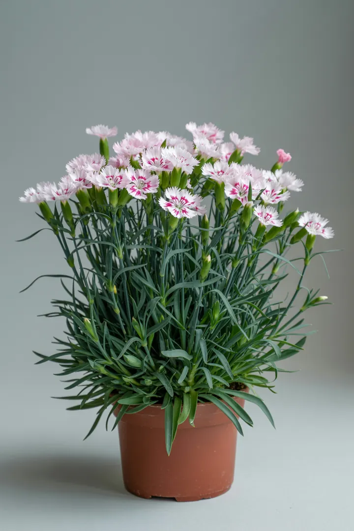 Nelke (Sommernelke) – für Balkon, Terrasse, Kübel, Garten, Beet – Standort: Sonne – Wasserbedarf: wenig