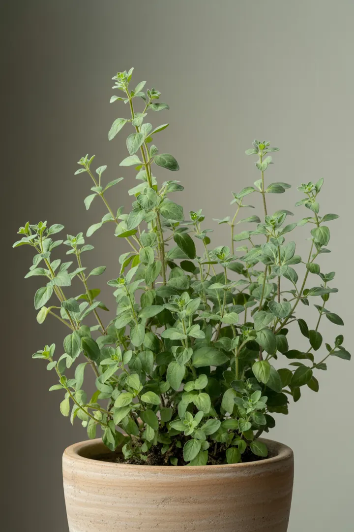 Oregano/Dost – für Balkon, Terrasse, Kübel, Garten, Beet – Standort: Sonne – Wasserbedarf: wenig