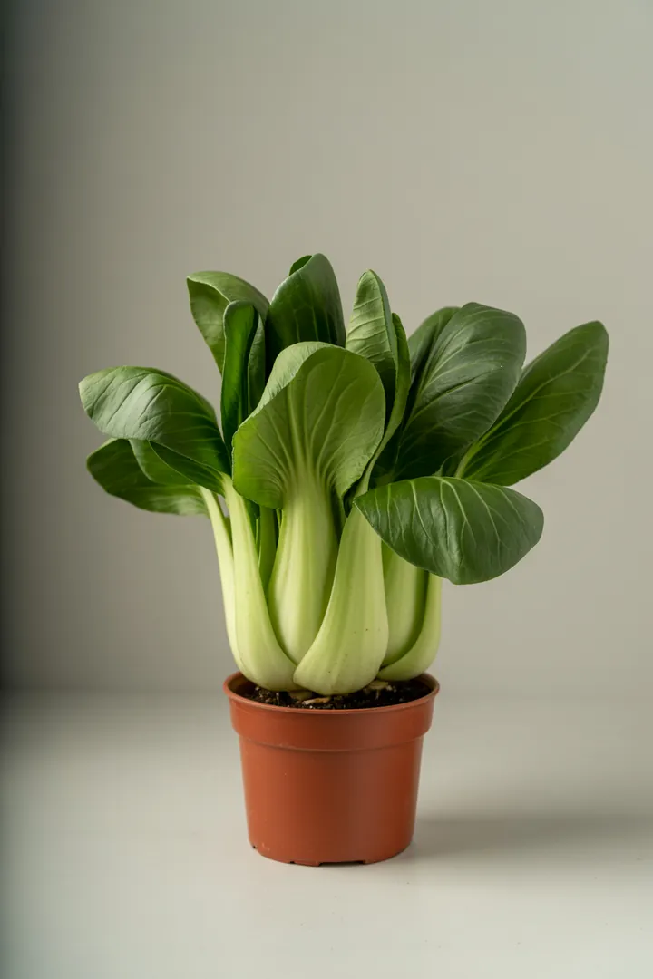 Pak Choi – für Balkon, Terrasse, Kübel, Hochbeet, Garten, Beet – Standort: Halbschatten – Wasserbedarf: mittel