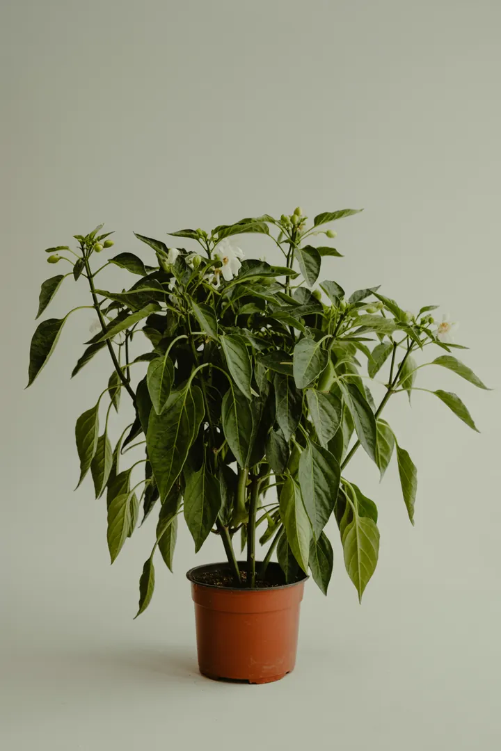 Paprika/Chili – für Balkon, Terrasse, Kübel, Hochbeet, Garten, Beet – Standort: Sonne – Wasserbedarf: mittel