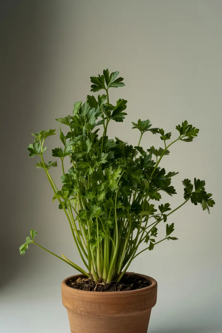 Petersilie – für Balkon, Terrasse, Kübel, Hochbeet, Garten, Beet – Standort: Halbschatten, Schatten – Wasserbedarf: mittel