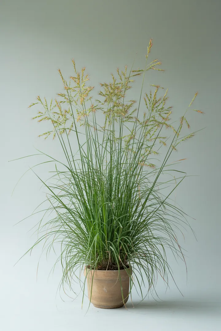 Pfeifengras (Molinia) – für Garten, Beet – Standort: Sonne, Halbschatten – Wasserbedarf: mittel