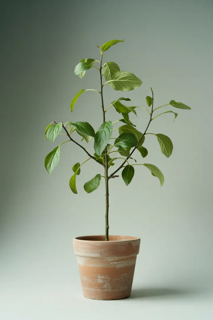 Pflaume/Zwetschge – für Garten – Standort: Sonne – Wasserbedarf: mittel