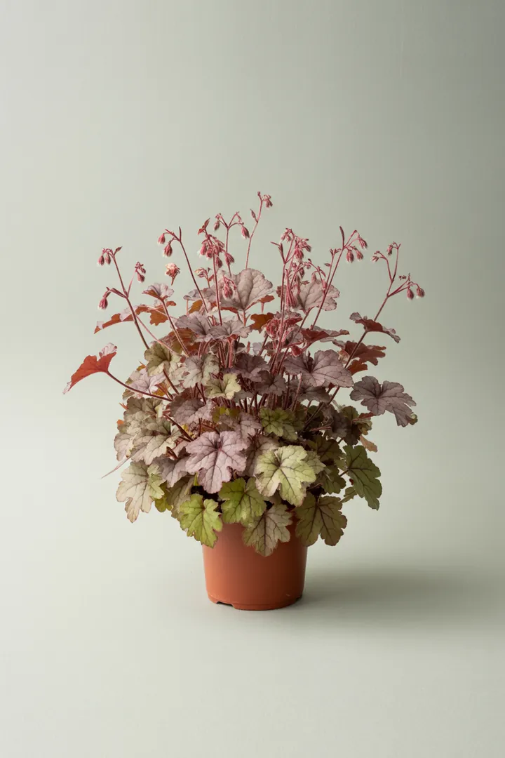 Purpurglöckchen (Heuchera, flächig) – für Balkon, Terrasse, Kübel, Garten, Beet – Standort: Halbschatten, Schatten – Wasserbedarf: mittel