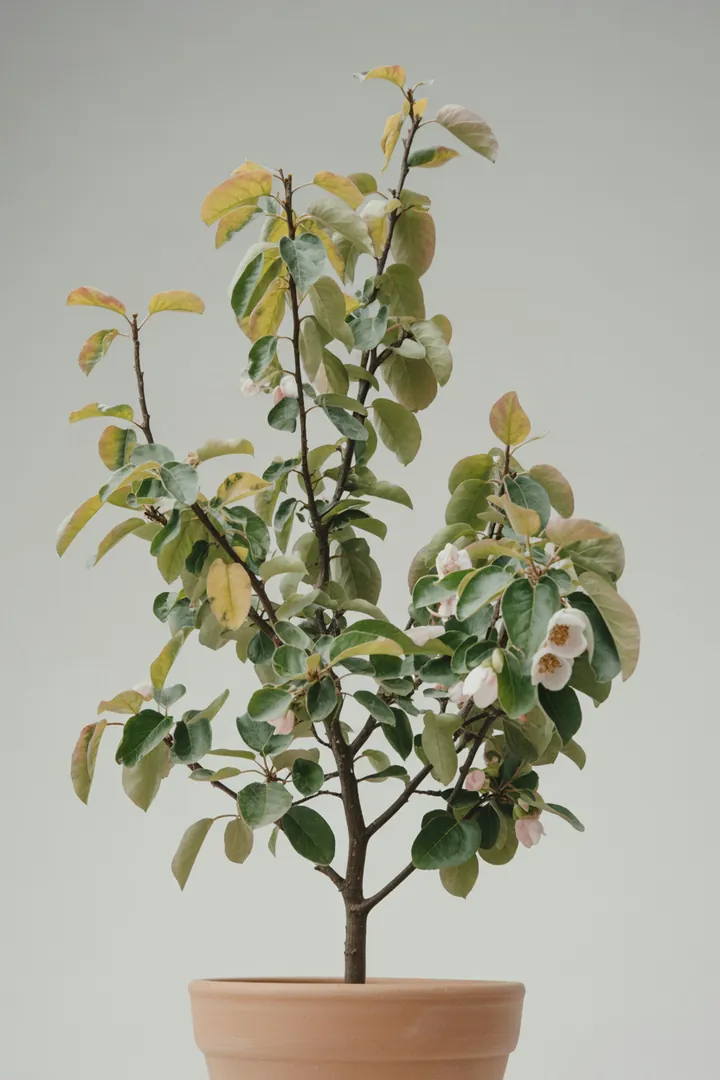 Quitte (kleiner Baum) – für Garten – Standort: Sonne – Wasserbedarf: mittel