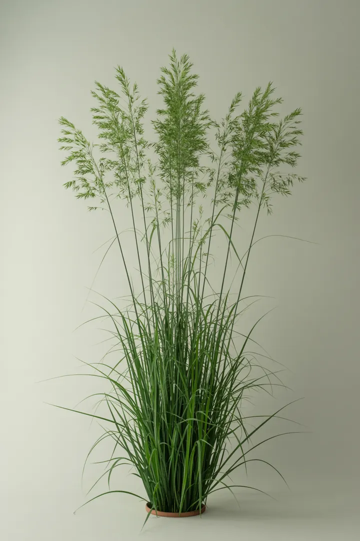 Reitgras (Calamagrostis) – für Garten, Beet – Standort: Sonne, Halbschatten – Wasserbedarf: mittel