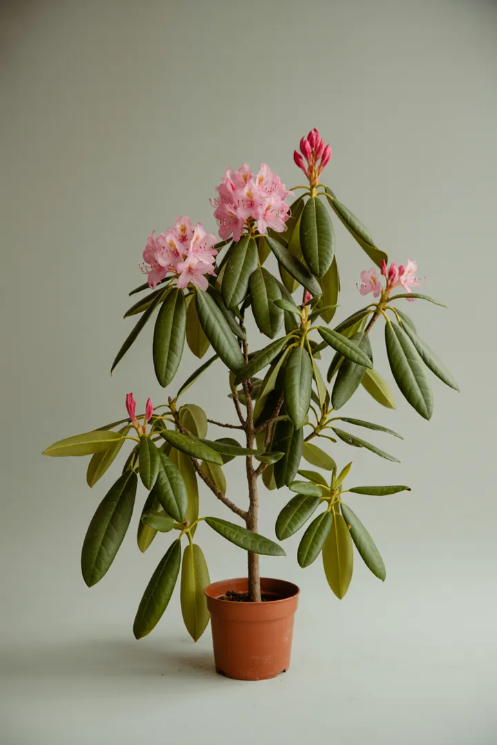 Rhododendron – für Garten, Beet – Standort: Halbschatten – Wasserbedarf: hoch