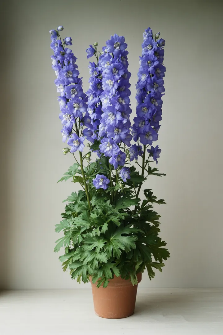 Rittersporn – für Garten, Beet – Standort: Sonne – Wasserbedarf: hoch