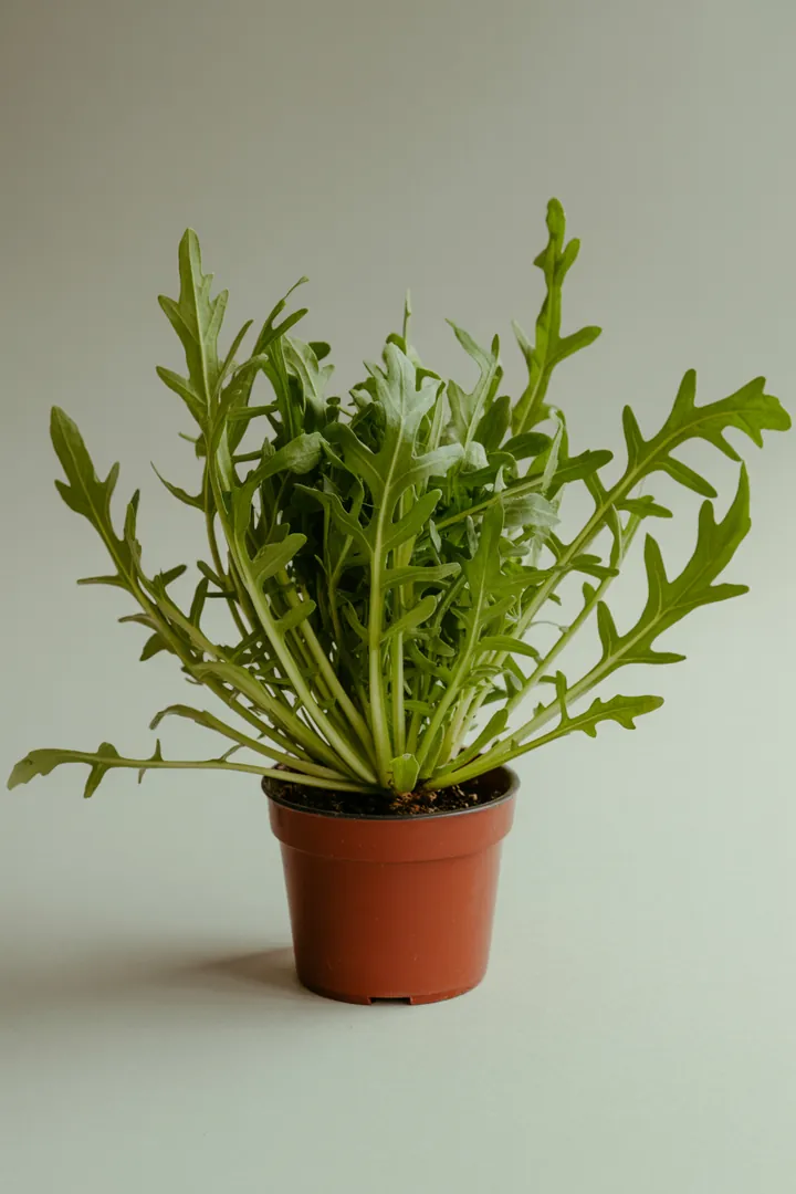 Rucola – für Balkon, Terrasse, Kübel, Hochbeet, Garten, Beet – Standort: Halbschatten, Schatten – Wasserbedarf: mittel