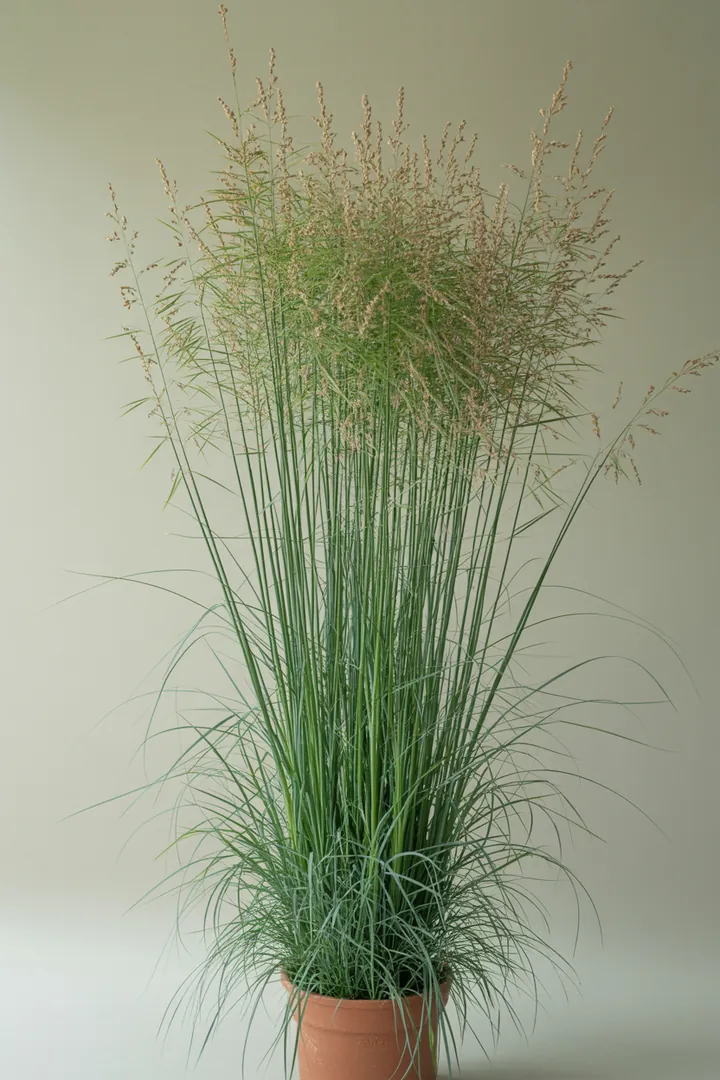 Rutenhirse (Panicum virgatum) – für Garten, Beet – Standort: Sonne – Wasserbedarf: mittel