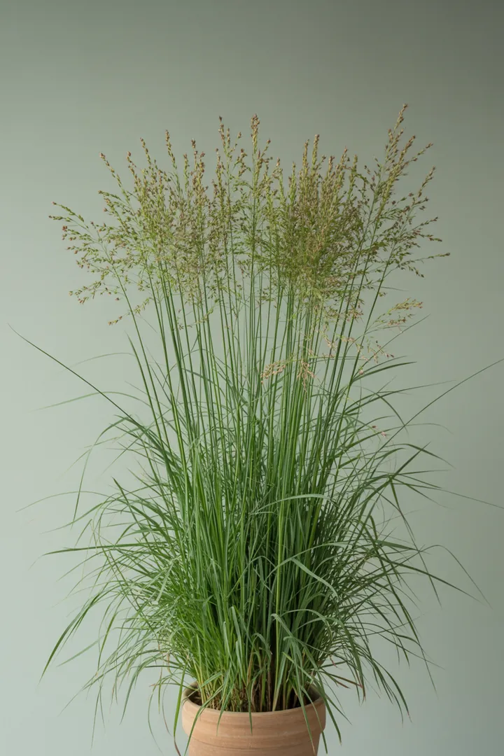 Rutenhirse (Panicum) – für Garten, Beet – Standort: Halbschatten – Wasserbedarf: mittel