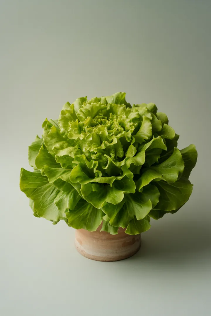 Salat (Pflücksalat) – für Balkon, Terrasse, Kübel, Hochbeet, Garten, Beet – Standort: Halbschatten – Wasserbedarf: hoch