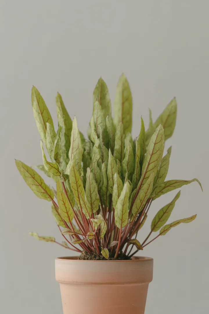 Sauerampfer – für Hochbeet, Garten, Beet – Standort: Halbschatten, Schatten – Wasserbedarf: mittel