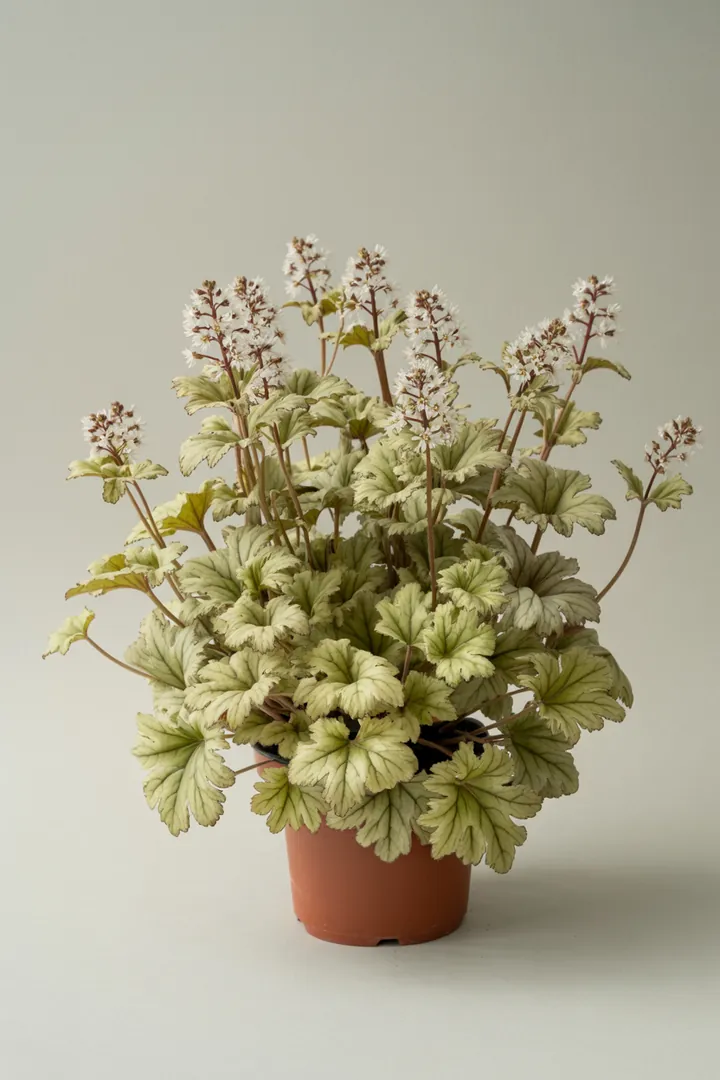 Schaumblüte (Tiarella) – für Garten, Beet – Standort: Halbschatten, Schatten – Wasserbedarf: mittel