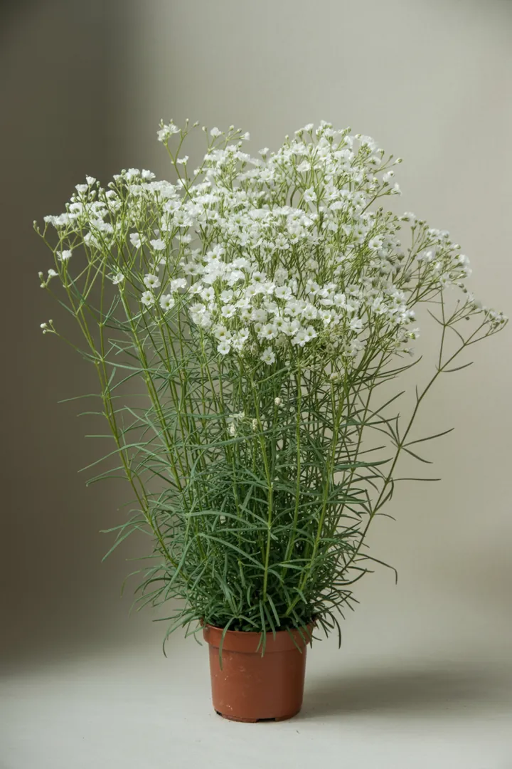 Schleierkraut (Staude) – für Garten, Beet – Standort: Sonne – Wasserbedarf: wenig