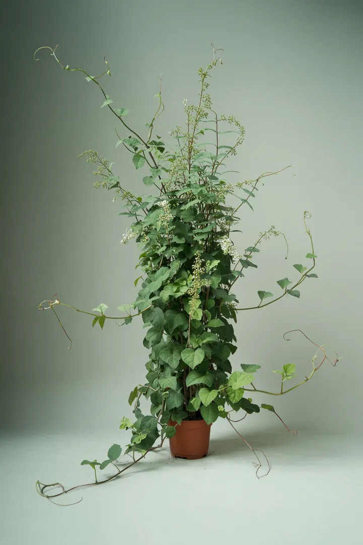 Schlingknöterich – für Garten – Standort: Sonne – Wasserbedarf: mittel