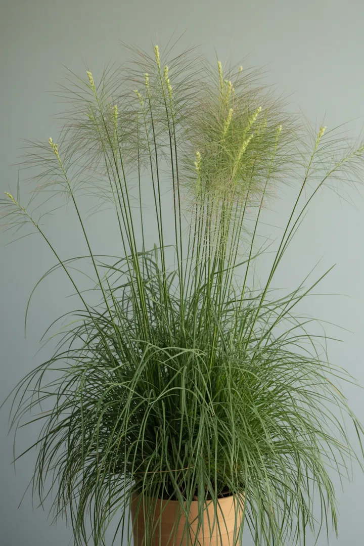 Schmiele (Deschampsia cespitosa) – für Garten, Beet – Standort: Halbschatten – Wasserbedarf: mittel