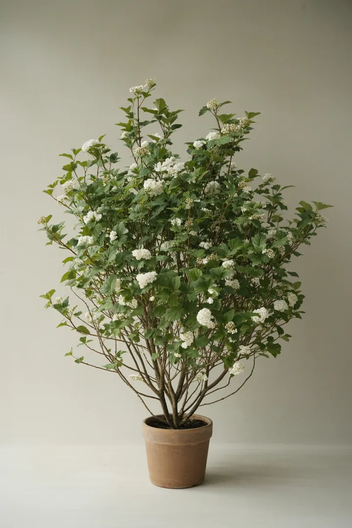 Schneeball (einige Arten, lichter Schatten) – für Garten – Standort: Schatten – Wasserbedarf: mittel