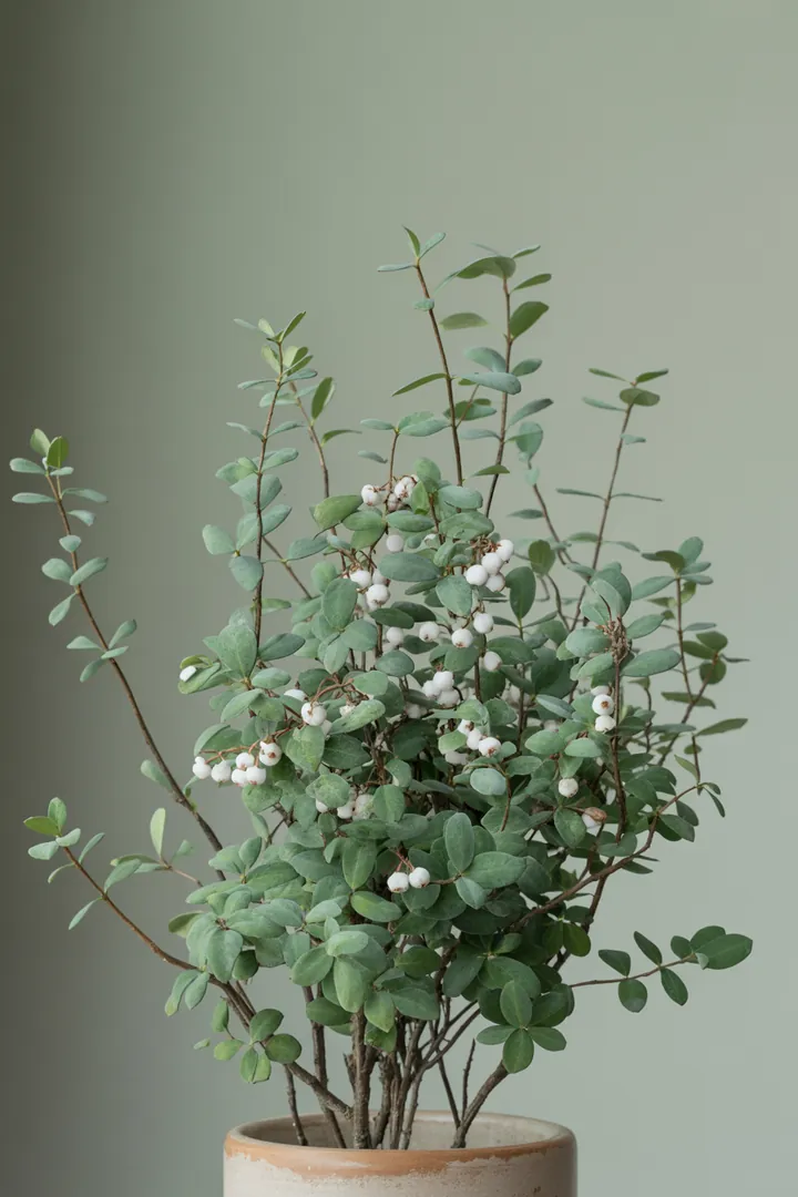 Schneebeere – für Garten – Standort: Schatten – Wasserbedarf: mittel