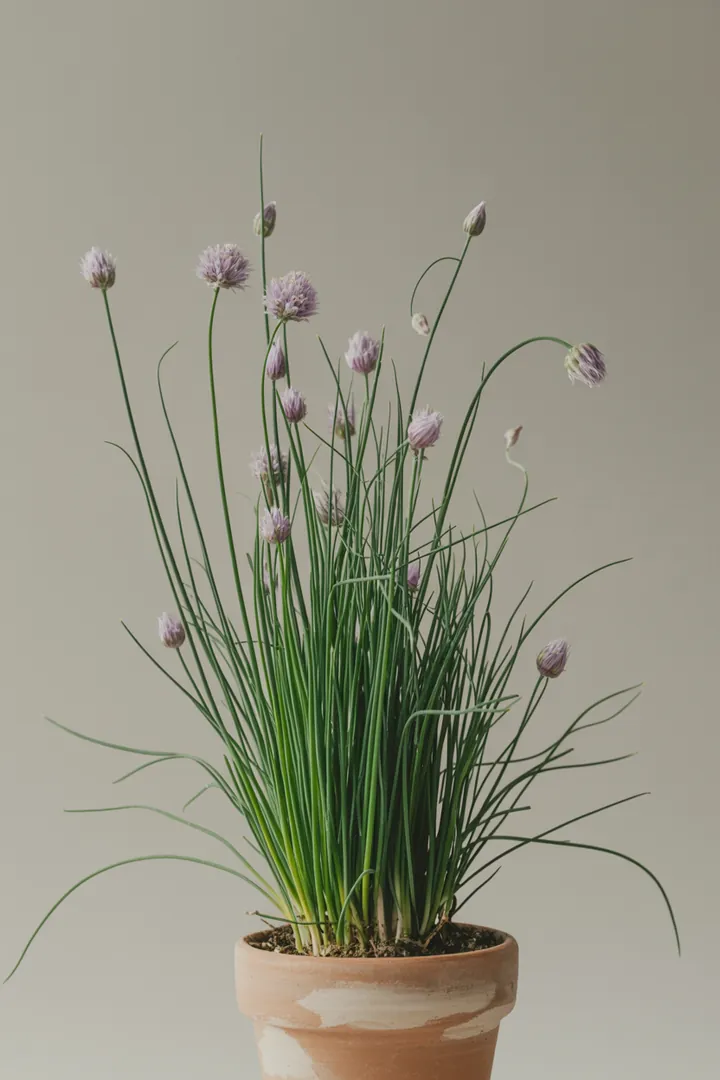 Schnittlauch – für Balkon, Terrasse, Kübel, Hochbeet, Garten, Beet – Standort: Halbschatten – Wasserbedarf: mittel