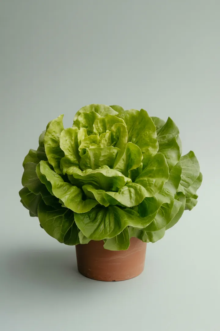 Schnittsalat (Pflücksalat) – für Balkon, Terrasse, Kübel, Hochbeet, Garten, Beet – Standort: Schatten – Wasserbedarf: mittel