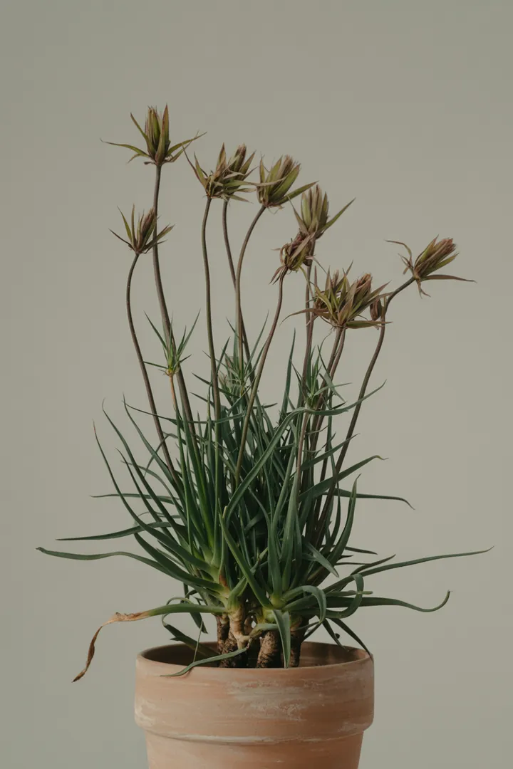 Schwarzwurzel – für Hochbeet, Garten, Beet – Standort: Sonne – Wasserbedarf: mittel