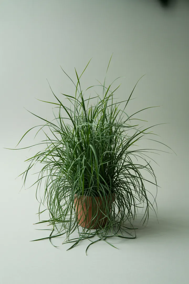 Seggen (Carex, schattenverträgliche Arten) – für Kübel, Garten, Beet – Standort: Schatten – Wasserbedarf: mittel