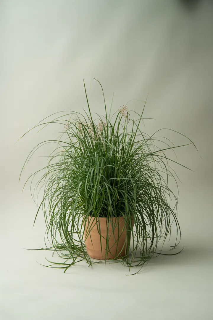 Seggen (Carex, viele Arten) – für Kübel, Garten, Beet – Standort: Halbschatten – Wasserbedarf: mittel