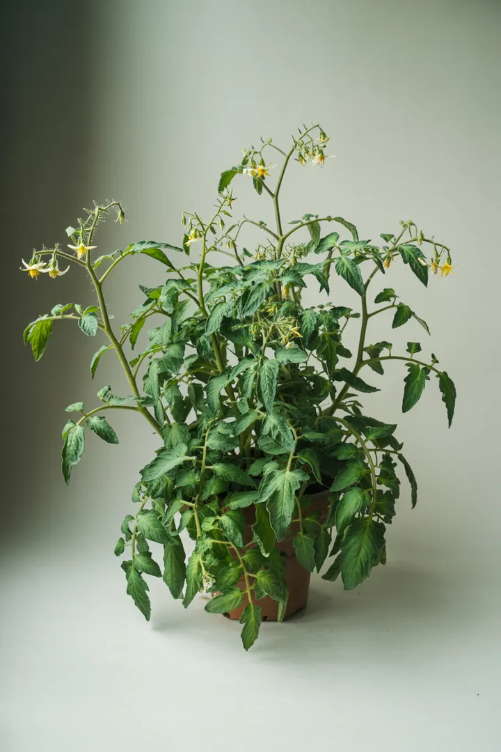 Sonnenblume (Zwergsorten) – für Balkon, Terrasse, Kübel, Garten, Beet – Standort: Sonne – Wasserbedarf: mittel