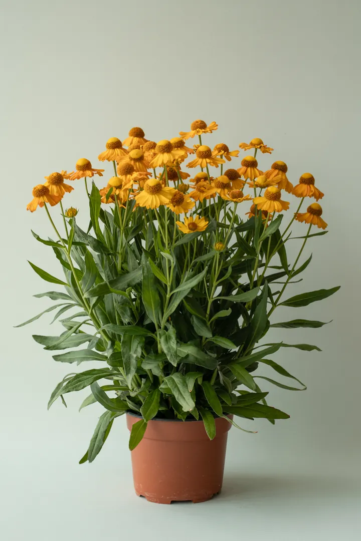 Sonnenbraut (Helenium) – für Garten, Beet – Standort: Halbschatten – Wasserbedarf: mittel