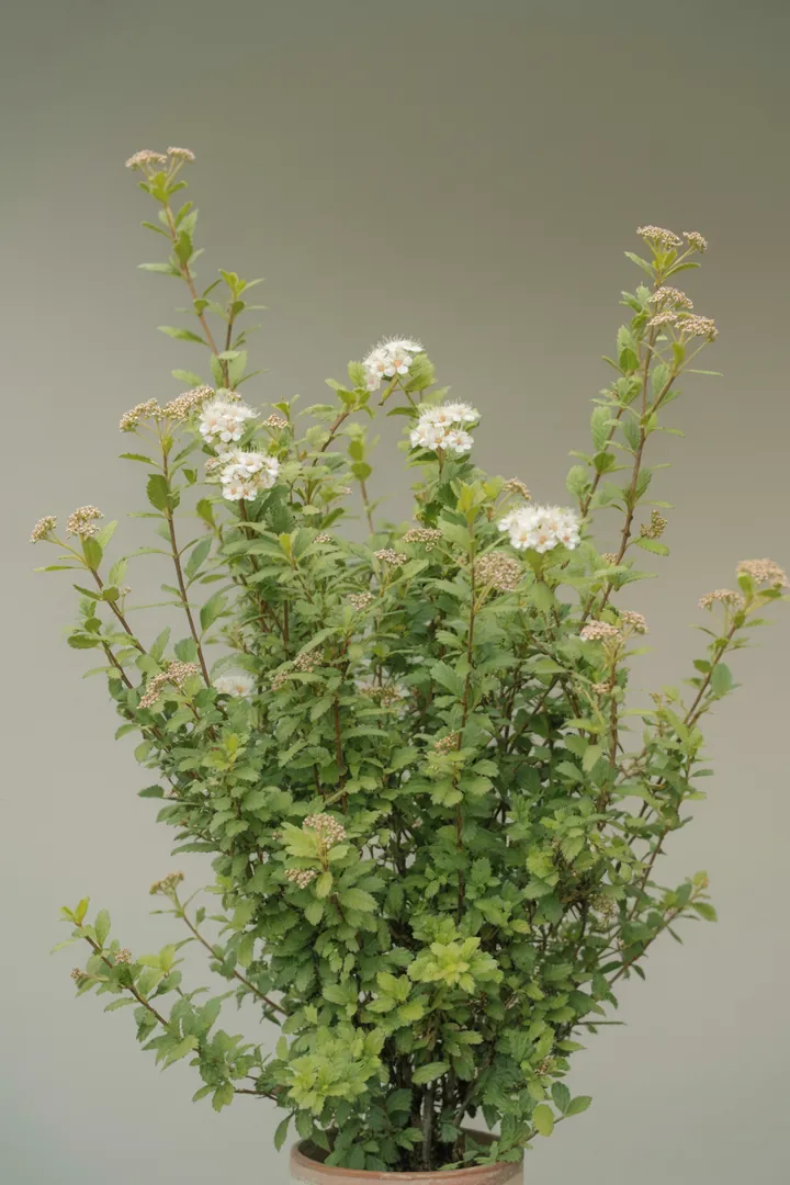 Spierstrauch (Spiraea) – für Garten, Beet – Standort: Sonne – Wasserbedarf: mittel