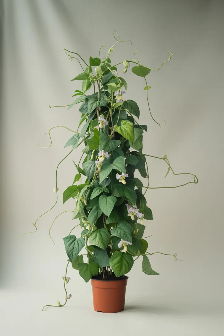 Bohne (Stangenbohne) – für Hochbeet, Garten, Beet – Standort: Halbschatten – Wasserbedarf: mittel